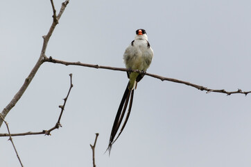 Veuve dominicaine, mâle,.Vidua macroura, Pin tailed Whydah, Afrique du Sud