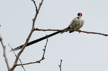 Veuve dominicaine, mâle,.Vidua macroura, Pin tailed Whydah, Afrique du Sud