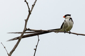 Veuve dominicaine, mâle,.Vidua macroura, Pin tailed Whydah, Afrique du Sud