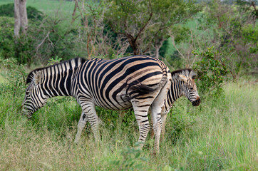 Zèbre de Burchell, Equus quagga, Parc national Kruger, Afrique du Sud