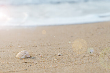 Close up seashells on the beach nature style background or noise and soft focus or blur with Bokeh and lens flare.