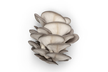 Close up of Grey Oyster Mushrooms, Pleurotus ostreatus, on a white background