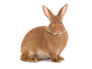 Naklejka premium brown bunny is isolated on a white background.