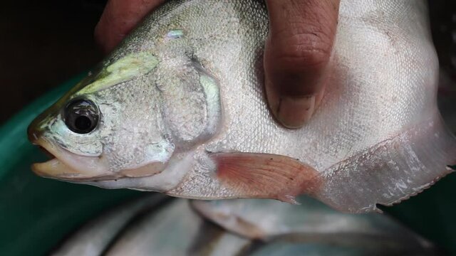 Grey Knifefish and fisherman hand