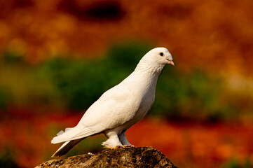 Bird of peace: white pigeon
