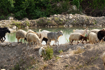 Fototapeta premium Flock of sheep and goats grazing in stream