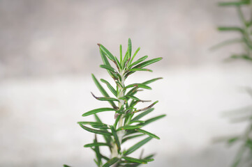 rosemary, rosemary plant