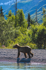 Bear Walking
