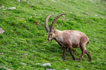 männlicher Alpensteinbock auf Wiese im Engadin