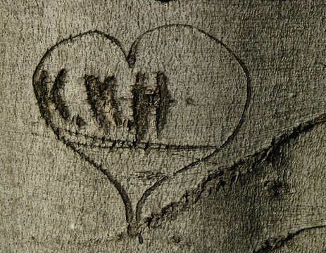 heart in beech bark