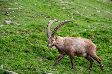 männlicher Alpensteinbock auf Wiese im Engadin