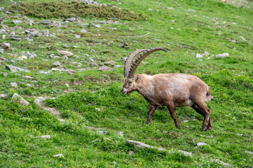 männlicher Alpensteinbock auf Wiese im Engadin