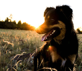 Sun setting on dogs nose