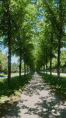 Long strict straight alleys of green trees with a gravel path that reaches the vanishing point on the horizon