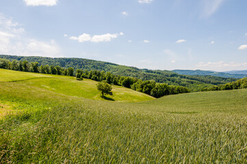 Dornach, Arlesheim Landwirtschaft, Felder, Burgruine Dorneck, Ruine, Birstal, Birseck, Wanderweg,...