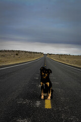Road Dog