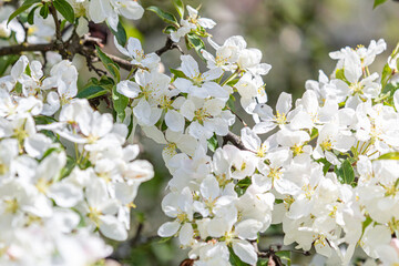 Beautiful white apple trees blossom background