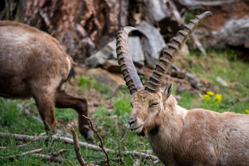kauender männlicher Alpensteinbock an Hang im Engadin