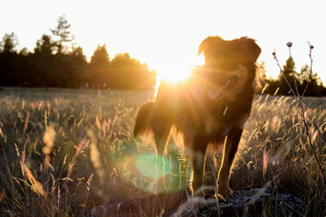 Sunset Dog