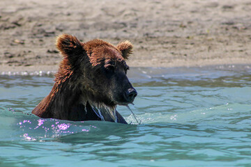 swimming bear
