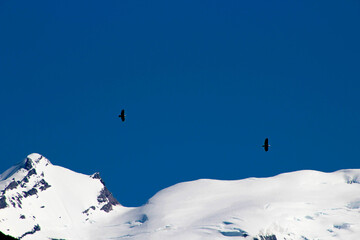Eagles over Alaska