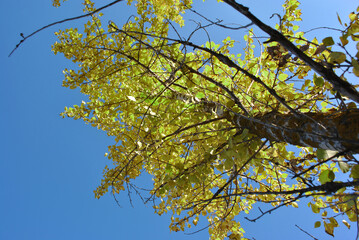 Yellow aspen tree on bright blue sky background, view from ground on top
