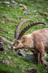Portrait von m&auml;nnlichen Alpensteinbock an Hang im Engadin