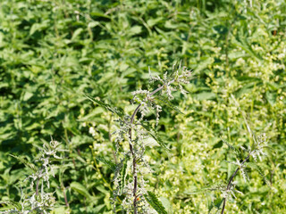 Urtica dioica | Grande ortie ou ortie dioïque aux feuilles vert foncé, ovales, dentées aux poils...