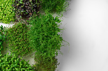 Top view of micro green trays on white background