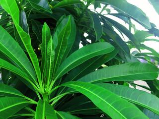 Green leaves in a green background