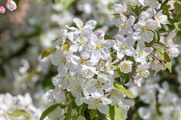Beautiful white apple trees blossom background
