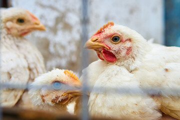 Free range white meat chickens