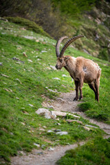 Begegnung mit männlichem Alpensteinbock im Engadin