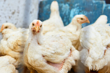 Pollos criados al aire libre