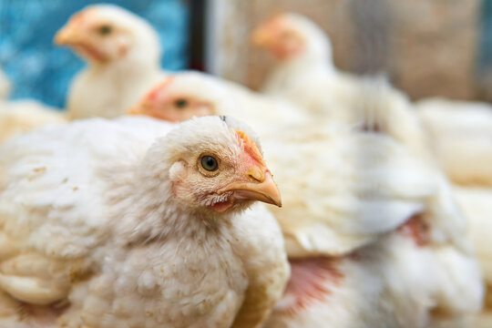 Pollos criados al aire libre