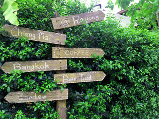 Green leaves in a green background