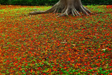 Red flower petals wilted Under the tree , Ideal for use in the design put images and insert text