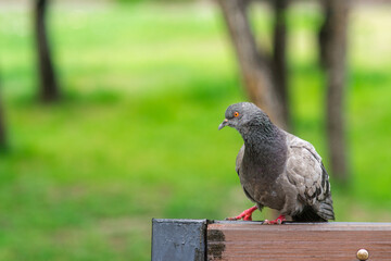 a grey pigeon sits on a Park bench