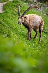 Begegnung beim Wandern mit einem wilden, männlichem Alpensteinbock im Engadin
