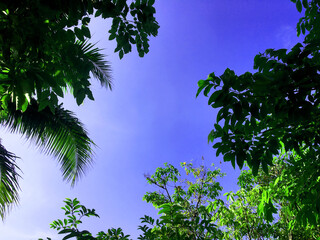 Coconut on the green tree