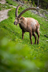 Begegnung beim Wandern mit einem wilden, männlichem Alpensteinbock im Engadin