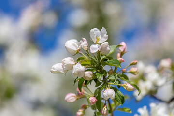 Blooming apple tree on a background of blue sky
