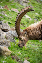 portrait of an impressive male ibex in Engadine