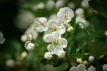 Blüten eines eingriffeligen Weißdornes (Crataegus monogyna) im Frühling