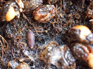 Small insects (Armadilloniscus coronacapitalis ) and fungus that are responsible for decomposing humus, Natural carcasses in ecosystem.