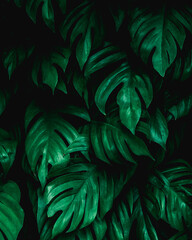 Naklejka na ściany i meble closeup tropical green leaf nature in the garden and dark tone background concept
