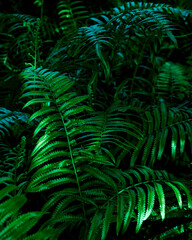closeup tropical green fern leaf nature in the garden and dark tone background concept