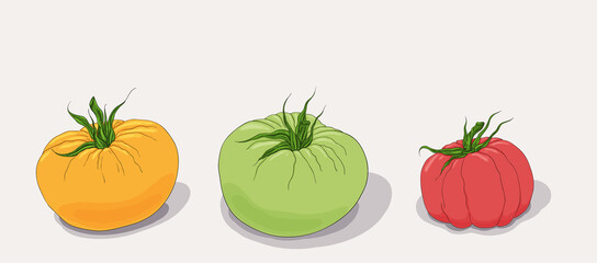Color tomato set. Green, yellow, red tomato isolated. Fresh juicy vegetables. Vegetarian nutrition, eco food. Hand drawn oranic tomato icons set.
