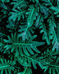 Naklejka na ściany i meble closeup tropical green fern leaf nature in the garden and dark tone background concept