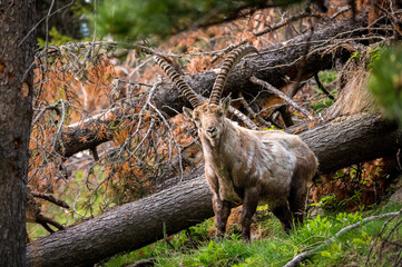 stattlicher männlicher Alpensteinbock im Engadin